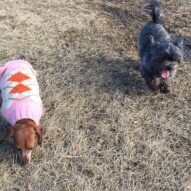The littles: Lolo & Sophie #allbreedsallsizes #dogwalkerinyyc #packwalksswcalgary