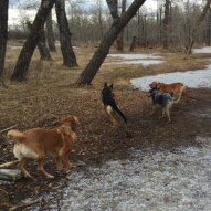 Molly, Bailey, Sarge and River #dogwalkingcalgary #packwalksswcalgary #calgarydogwalks