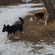 Teela & Fred #packwalksincalgary #dogwalksinswcalgary #calgarydogwalks