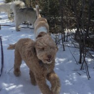 Abby and Jazz #dogwalkerincalgary #packwalksswcalgary #calgarydogwalks