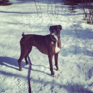 Shea #allbreedsallsizes #dogwalkerincalgary #packwalksswcalgary