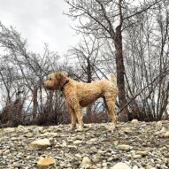 Syd surveying the scenery.