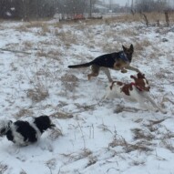 Action shot: Ace, Bailey and Wallace #allbreedsallsizes #calgarydogwalks #dogwalkingcalgary