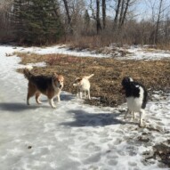 Fred, Jazz and Storm #dogwalkerincalgary #calgarydogwalks #packwalksswcalgary