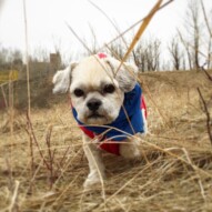 Baxter in the grass!