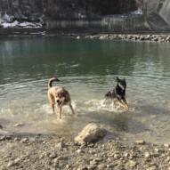 Play time in the river: Samson & Teela #calgarydogwalks #packwalksinyyc #dogwalkerincalgary
