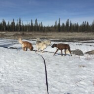 Guinness, Kona and Shea #packwalksincalgary #calgarydogwalks #dogwalkingcalgary
