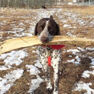 Welcome to the pack, Knute!!