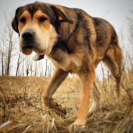 Samson looking down over the ridge…