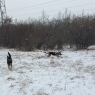 Teela, Bailey and Wallace #dogwalkerincalgary #dogwalksinswcalgary #packwalksinyyc