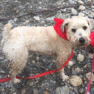 Welcome to the pack, Sydney!!