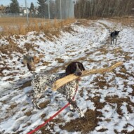 Knute, Ruby and Vin #packwalksincalgary #dogwalkerinyyc #calgarydogwalks
