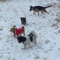Ace, Ruby, Sophie and Bailey #allbreedsallsizes #dogwalkingcalgary #packwalksswcalgary