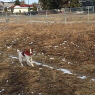 Wallace #dogwalkerincalgary #calgarydogwalks #packwalksinyyc
