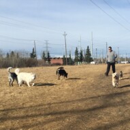 Morning packs #dogwalkerincalgary #calgarydogwalks #allbreedsallsizes