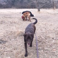 Bruce, River and Storm #calgarydogwalks #packwalksswcalgary #dogwalkingcalgary