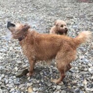 Fin found another large rock that required retrieving. Fozzy has already learnt to avoid the shower…