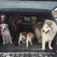 Afternoon pack #dogwalkerinyyc #calgarydogwalks #packwalksswcalgary