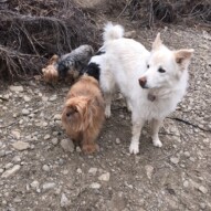 Kia, Oliver and Ruby #allbreedsallsizes #packwalksswcalgary #dogwalkingcalgary