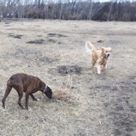 Shea and Guinness #dogwalkerinyyc #packwalksswcalgary #calgarydogwalks