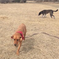 River and Piper #packwalksinyyc #dogwalksinswcalgary #calgarydogwalks