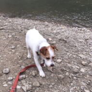 Ellie #southwestpackwalksincalgary #dogwalkerincalgary #packwalksyyc