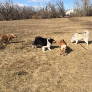 Guinness, Storm, Molly and Kona #packwalksincalgary #dogwalksinswcalgary #southwestpackwalksincalgary