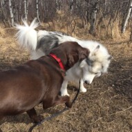 Play time!! Best friends wrestling around: Bruce and Kona #calgarydogwalks #packwalksswcalgary #dogwalkingcalgary