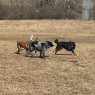 River, Vin, Teela #allbreedsallsizes #calgarydogwalks #packwalksinyyc