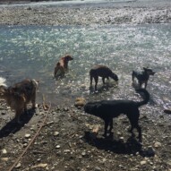 Taking a dip in the river. #packwalksyyc #dogwalkingcalgary #allbreedsallsizes