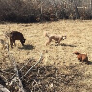 Lolo, Abby and Shea #allbreedsallsizes #southwestpackwalksincalgary #calgarydogwalks