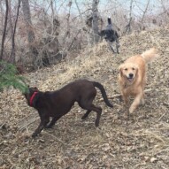 Action shot: Guinness, Bruce and Piper #packwalksyyc #dogwalksinswcalgary