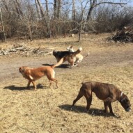 Shea, Molly, Fred and Jazz #dogwalkerincalgary #packwalksswcalgary #calgarydogwalks