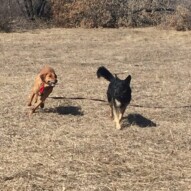 River and Teela #calgarydogwalks #packwalksyyc #dogwalkingcalgary