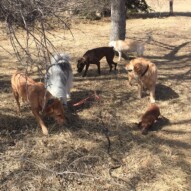 Molly, Kona, Shea, Jazz and Bebe #calgarydogwalks #southwestpackwalksincalgary #dogwalkerinyyc