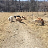 #allbreedsallsizes #calgarydogwalks #dogwalkerincalgary