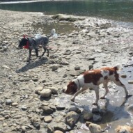 Vin and Wallace #packwalksincalgary #dogwalkerincalgary #calgarydogwalks