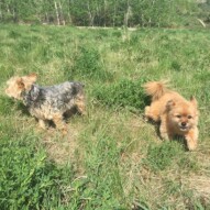 Brother & sister: Oliver & Ruby #allbreedsallsizes #calgarydogwalks #packwalksswcalgary