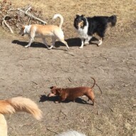 Lolo, Jazz and Storm #allbreedsallsizes #packwalksswcalgary #dogwalkingcalgary