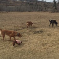 Lolo, Molly, River and Piper #allbreedsallsizes #calgarydogwalks #packwalksswcalgary