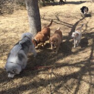 Afternoon pack #allbreedsallsizes #dogwalkerinyyc #calgarydogwalks