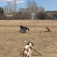 Action shot: Vin, Teela, River and Wallace #dogwalkerincalgary #packwalksyyc #calgarydogwalks