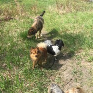 Wiley, Ace and Samson #allbreedsallsizes #calgarydogwalks #packwalksincalgary