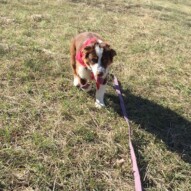 Welcome to the pack, Waylon! #allbreedsallsizes #dogwalkingcalgary #packwalksinyyc