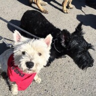 Iggy and Duke. The Scottish Scholars. #allbreedsallsizes #packwalksyyc #runswithroverNW