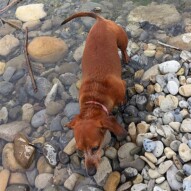 Little Lolo in the river taking a break. #allbreedsallsizes #miniaturedaschaund #calgarydogwalks #packwalksyyc #dogs #dogwalking