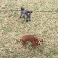 Best buddies: Sophie and Lolo #allbreedsallsizes #packwalksswcalgary #dogwalkerinyyc