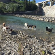 Morning pack #packwalksswcalgary #dogwalkerincalgary