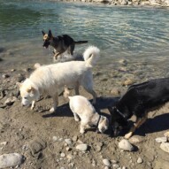 Teela, Mr.Baxter, Kia and Bailey #allbreedsallsizes #calgarydogwalks