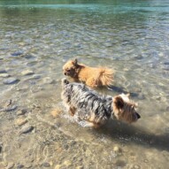 Ruby & Oliver cooling off in the river #allbreedsallsizes #calgarydogwalks #packwalkeryyc